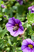 Calibrachoa 'Noa'™ Blue Legend