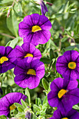 Calibrachoa 'Noa' Deep Purple