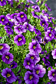 Calibrachoa 'Noa' Violet