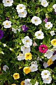 Calibrachoa x hybrida Riviera Mix