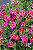 Calibrachoa SUPERBELLS 'Cherry Star'(s)