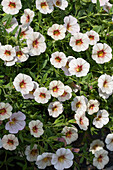 Calibrachoa 'Sweet Bells' Cream Strawberry Eye