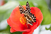 Hibiscus rosa-sinensis mit Schmetterling