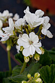 Pelargonium zonale Blanca
