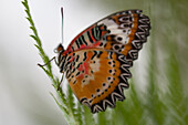 Schmetterling