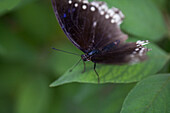 Schmetterling