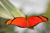 Schmetterling