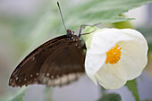 Hibiscus rosa-sinensis with butterfly
