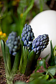 Hyacinthus orientalis, blue