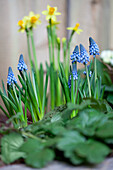 Muscari armeniacum 'Big Smile'