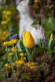 Tulipa