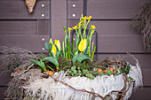 Narcissus and Tulipa