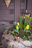 Narcissus and Tulipa