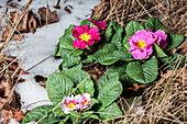 Primula