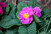 Primula