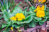 Primula vulgaris, yellow