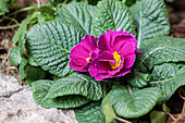 Primula