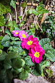 Primula vulgaris