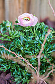 Ranunculus asiaticus, pink