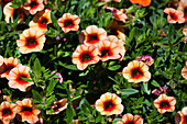 Calibrachoa 'Trio' Orange-Deep Yellow-Sunrise