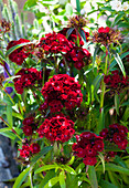 Dianthus barbatus 'Dash Crimson'