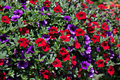 Calibrachoa Mix Masters 'Cafe de Paris' Florensis