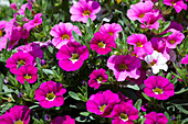 Calibrachoa Mixis 'Calista' Danziger