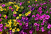 Calibrachoa Mixis 'Cymbeline' Danziger