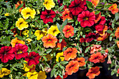 Calibrachoa 'Noa™ Sunset'