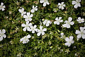 Geranium clarkei