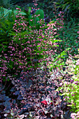 Heuchera micrantha 'Regina'