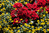 Kalanchoe blossfeldiana mit Sanvitalia procumbens