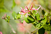 Lonicera heckrottii 'Goldflame'