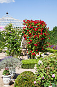 rose garden