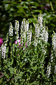 Salvia nemorosa 'Adrian'