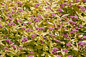 Spiraea japonica 'Golden Princess'