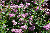 Spiraea japonica 'Little Princess'