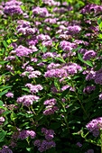 Spiraea japonica 'Little Princess'