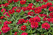 Zinnia haageana 'Profusion Cherry'