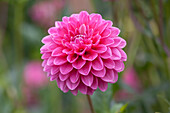 Dahlia 'Peter', pink