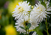 Dahlia Cactus, white