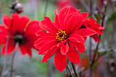 Dahlia (red-leaved)
