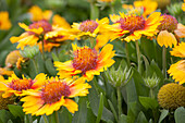 Gaillardia x grandiflora Sunset 'Mexican'