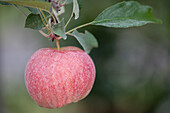 Malus domestica