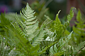 Dryopteris erythrosora