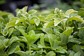 Pachysandra terminalis