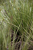 Carex brunnea 'Jenneke'