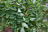 Robinia pseudoacacia 'Twisty Baby'®