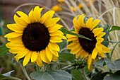 Helianthus annuus