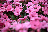 Impatiens neuguinea 'Harmony Deep Pink'